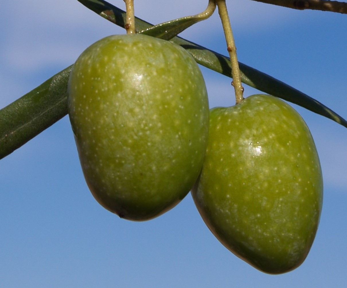 OLEA EUROPAEA S.CATERINA 